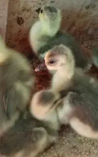 فروش غوغازاوکراینی