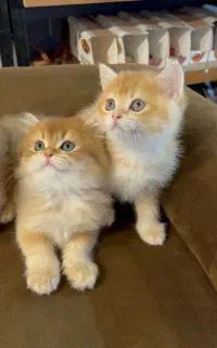 گربه بریتیش اسکاتیش