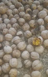 گردو درجه یک فروشی