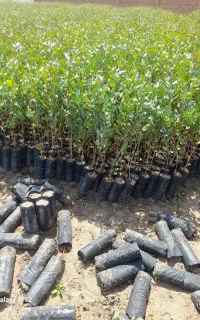 نهال پسته پای بادامی زرند