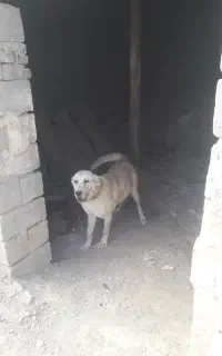 واگذاری سگ پژدر ماده