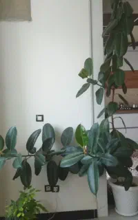 گوش فیلی