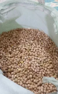 نخود دیم بوجار شده