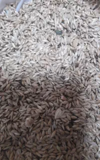 تخم کتان گوش دنی
