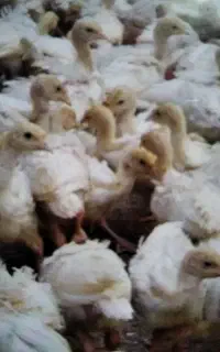 جوجه بوقلمون بیوتی