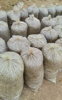 ذرت علوفه نایلون شده