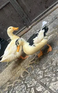 ۲عدد اردک ۵ماهه