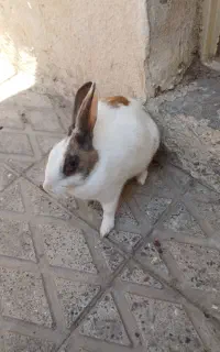 خرگوش خانگی