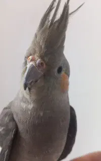 عروس 5ماهه ماده
