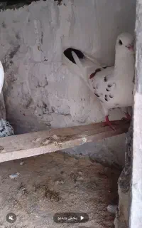 به خاطر نداشتن  جا