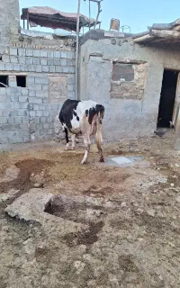 گاو وگوساله داشتی هلشتاینی