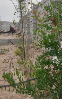 شریک میخوام برای کشاوزی
