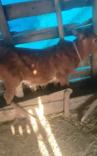 دو گوساله نر