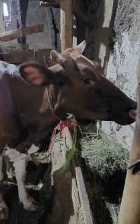 گاو سیمینتال همراه گوساله