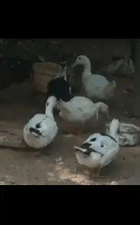 اردک محلی
