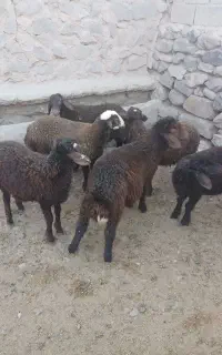 ۶راس بره نر ریز مخصوص پای پروار