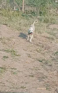 توله سرابی اصیل ماده