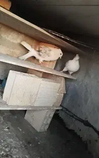کبوتر شازد و دوکت