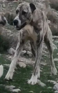 گمشده