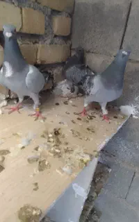 پلاکی درجه یک