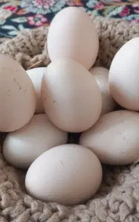 تخم برهما نطفه دار دانه ۶۰عکس مولدین هم گذاشتم