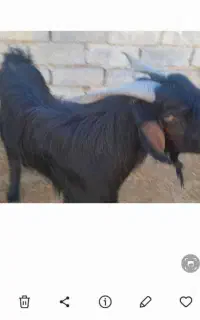 فروش پازن