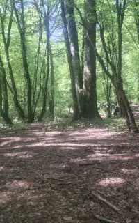 تور گردشگری