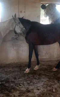 مادیان سفیدخالص داغ گردن