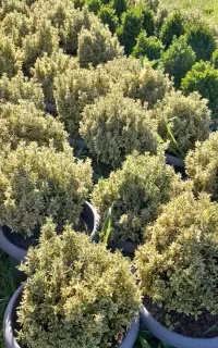 گل نعنایی فتونیا لاوسون