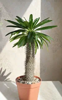 جشنواره پاییزه گلکده گنبد