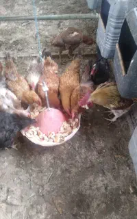 ۱۴ عدد مرغ و خروس محلی
