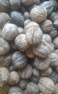 گردو کاغذی