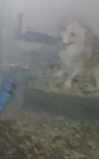 سگ خونگی