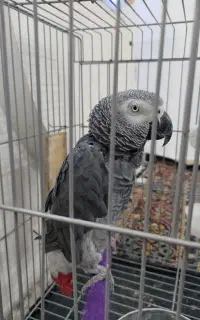 کاسکو