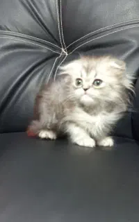 اسکاتیش لانگ هیر نر و اسکاتیش مو کوتاه نر