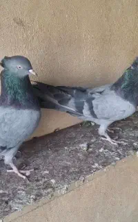 کبوتر
