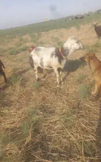 یک راس قوچ بروجردی اصل