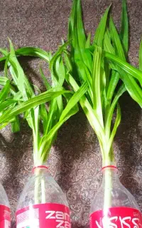 قلمه گل سوسن