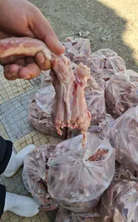 دو نفر نیروی خانم جهت پاک کردن و قطعه بندی مرغ