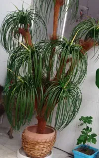نخل خرما مصنوعی