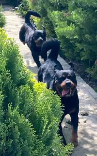 روتوایلر خالص مناسب نگهبانی و خانواده