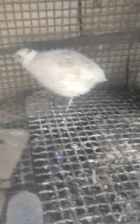 دوتا بلدرچین نر