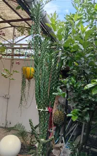 شش نوع گل