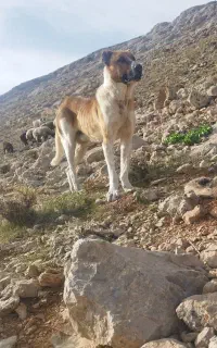 سگ خراسانی اصل