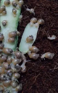 حلزون و خاویار حلزون ارزان معاوضه