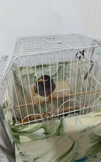 پرنده مینا