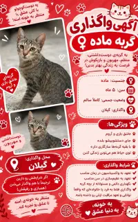 گربه ماده خانگی