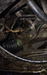 زانتیا تعمیرکمک زانتیا