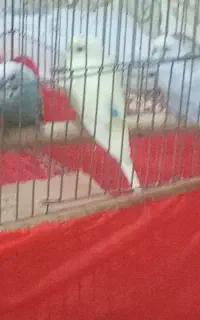 مرغ عشق