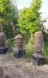 سیکاس تنه قوی